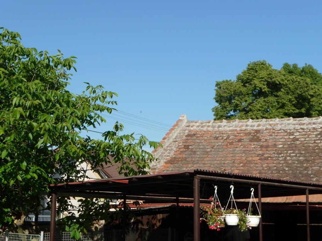 Třibřichy